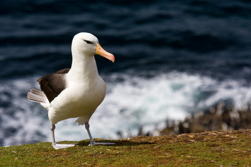 Black-Browed Albatross